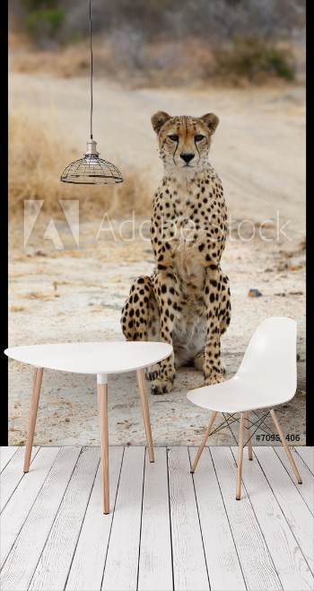 Bild på African Cheetah